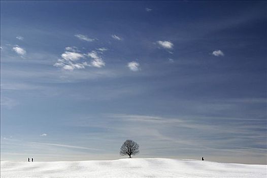 孤树,蓝天,冬季风景,巴伐利亚,德国
