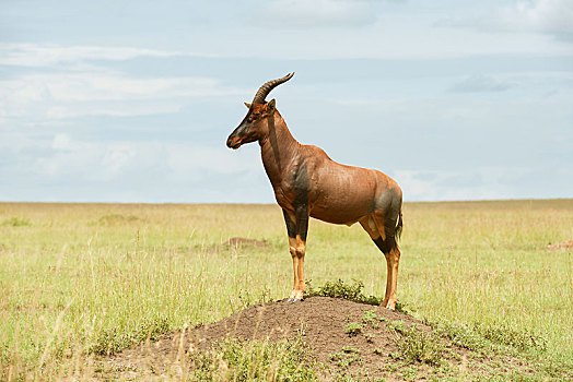 转角牛羚,站立,特色,位置,蚁丘,肯尼亚,非洲