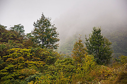 雾气萦绕的树林