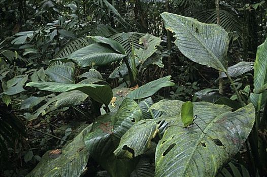 巨大,叶子,纺织娘,普通,低地,雨林,尼加拉瓜,哥斯达黎加