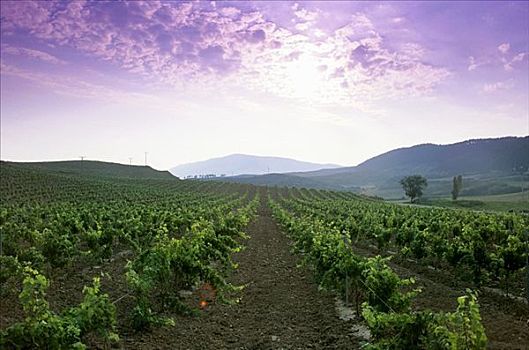 葡萄种植,纳瓦拉,西班牙
