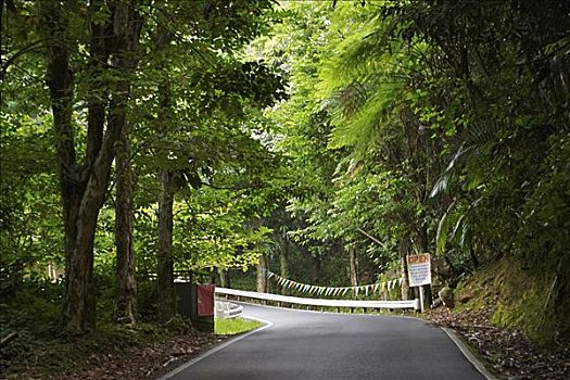 道路,通过,雨林,波多黎各