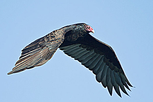 美洲鹫,红头美洲鹫,迁徙,靠近,维多利亚,不列颠哥伦比亚省,加拿大