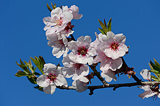 特写,樱桃李,花,施蒂里亚,奥地利