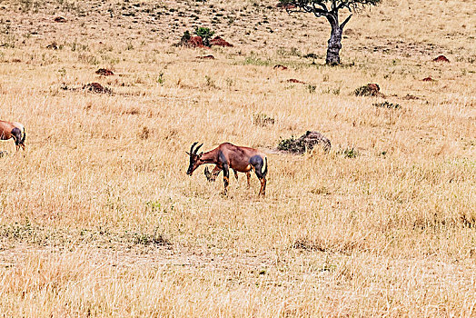 坦桑尼亚塞伦盖蒂草原转角牛羚生态环境
