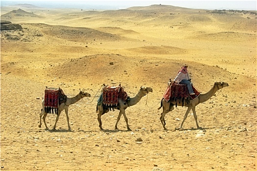 三个,骆驼,驼队,沙漠,靠近,金字塔,埃及