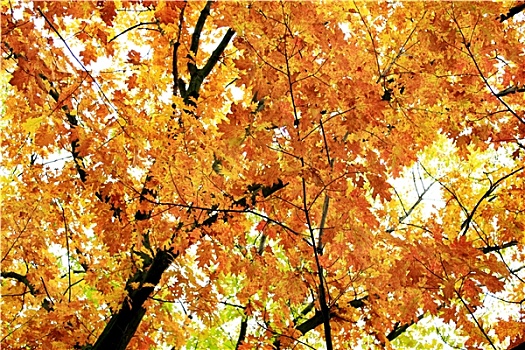 秋天,公园,黄色,树