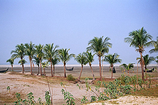 风景,海滩,集市,孟加拉,一月,2008年