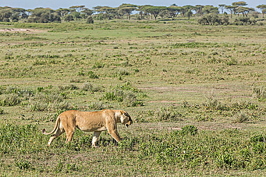 一个,母狮,走,草,金合欢树,背景,恩戈罗恩戈罗,保护区,坦桑尼亚