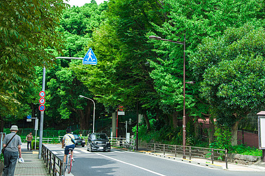 日本东京,上野公园,绿色的林道