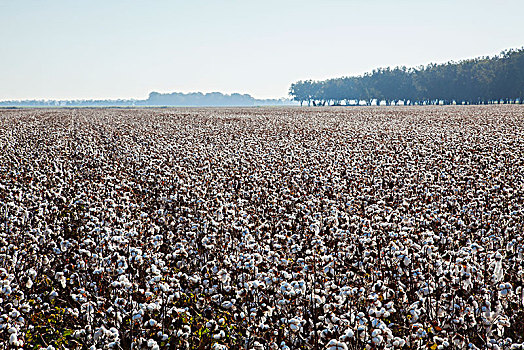 南方,棉花,丰收,英格兰,阿肯色州,美国