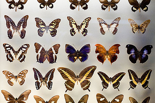 蝴蝶,博物馆,展示