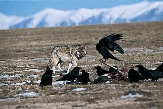 可可西里吃藏羚羊的狼