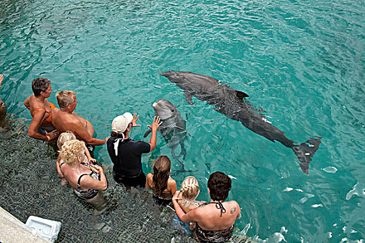 游客,互动,海豚,宽吻海豚,海洋,水族箱,学院,小安的列斯群岛,荷兰,安的列斯群岛,加勒比