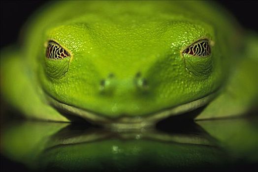 红眼树蛙,展示,眼睛,危险,限制,视野,热带,雨林,中美洲