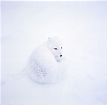 北极狐,雪中,邱吉尔角,曼尼托巴,加拿大