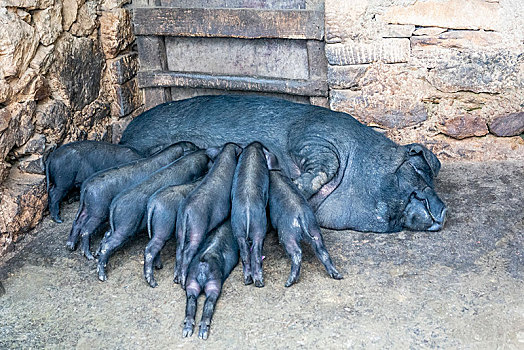 云南省红河州红河县阿扎河乡切龙中寨村喂奶的猪群