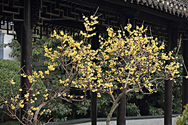 中国最老最大腊梅树图片