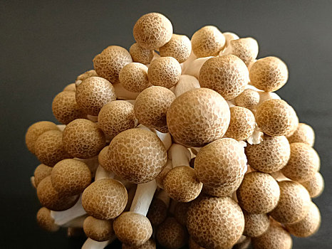 蘑菇,菌菇