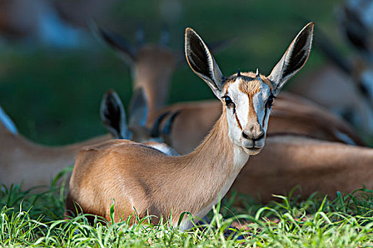 幼兽,跳羚,卧,草,卡拉哈迪大羚羊国家公园,北开普,南非,非洲