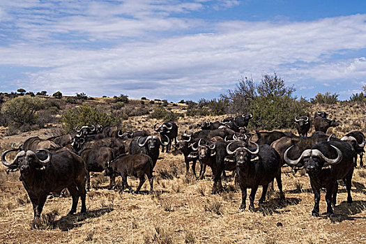 水牛,非洲水牛,游戏,牧场,南非