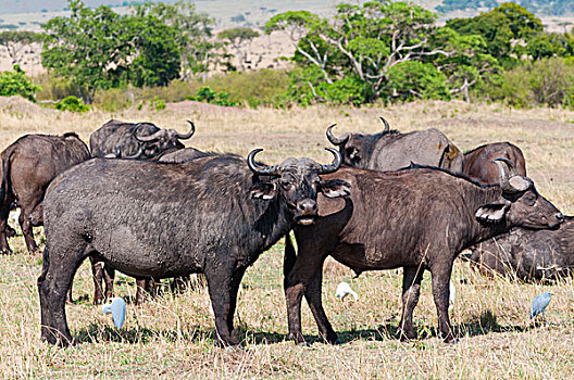 非洲水牛,马赛马拉国家保护区,肯尼亚