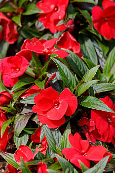 红色,新几内亚,凤仙花属植物,花,罐