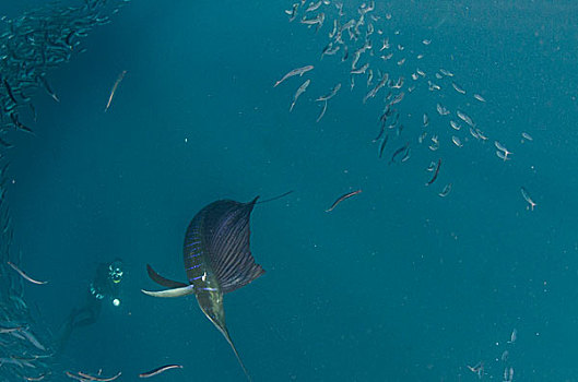水下呼吸管,沙丁鱼,东开普省,南非