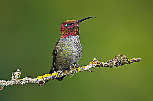 雄性,蜂鸟,栖息,维多利亚,温哥华岛,不列颠哥伦比亚省,加拿大