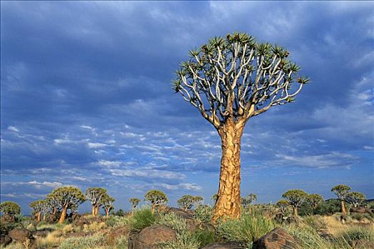 抖树,纳米比亚,非洲