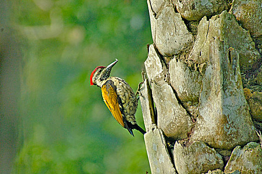 啄木鸟,普通,南亚,孟加拉,十二月,2007年