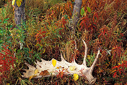 美国,阿拉斯加,德纳里国家公园,秋天,驼鹿,鹿角