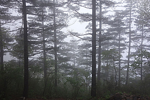 雾中的树林