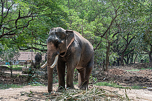 亚洲象,象属,喀拉拉,印度,亚洲