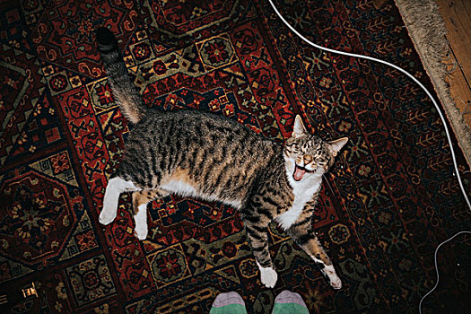 猫,地毯,哈欠