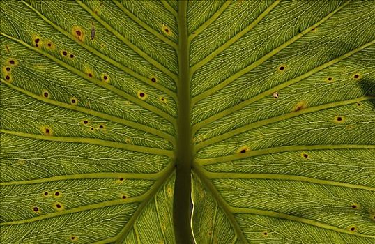 蔓绿绒属,叶子,特写,雨林,国家公园,厄瓜多尔