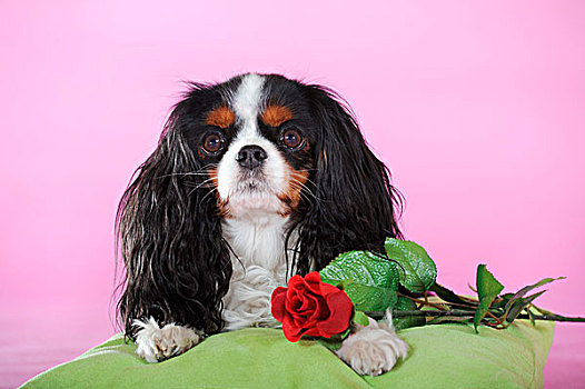查尔斯王犬,三种颜色,躺下,旁侧,红玫瑰