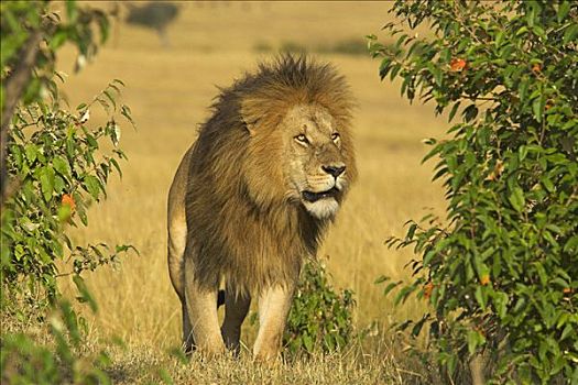 非洲狮,狮子,马赛马拉国家保护区,肯尼亚