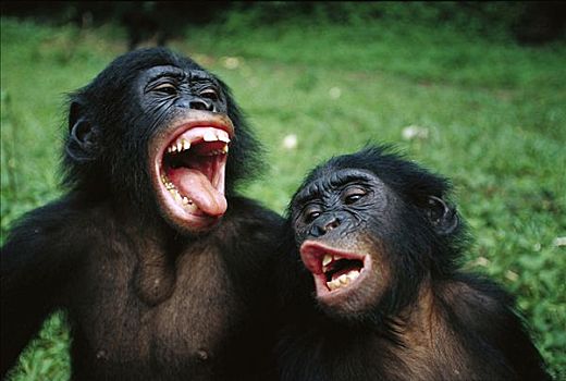 倭黑猩猩,幼小,一对,做鬼脸,刚果
