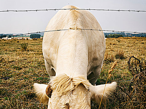 母牛,后面,草场,栅栏