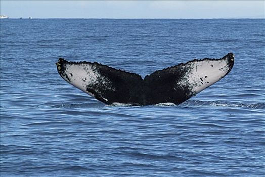 驼背鲸,大翅鲸属,鲸鱼,尾部,国家,海洋,毛伊岛,夏威夷,提示,照相