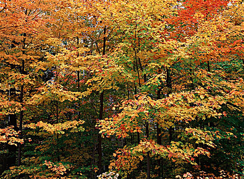 加拿大,安大略省,树林,秋天,大幅,尺寸,画廊