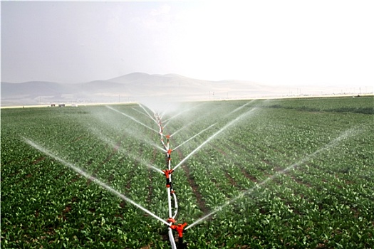 灌溉,洒水装置,水,农田,黄昏