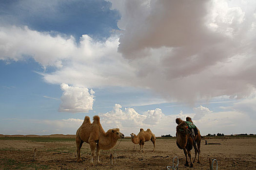 中国内蒙包头响沙湾沙漠中的骆驼队