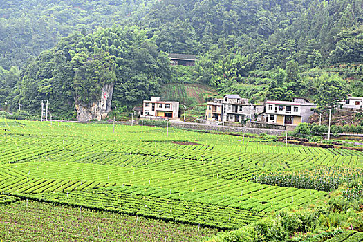 茶园茶叶风景风光