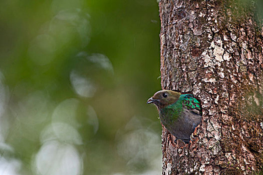 凤尾绿咬鹃,雌性,巢,中部高地,哥斯达黎加,中美洲