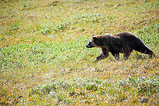 大灰熊,苔原,德纳里峰国家公园,阿拉斯加,秋天