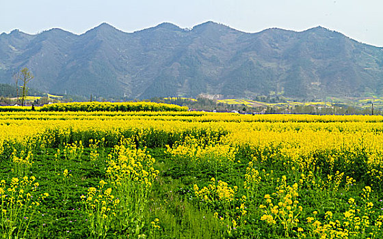 陕西汉中油菜花等