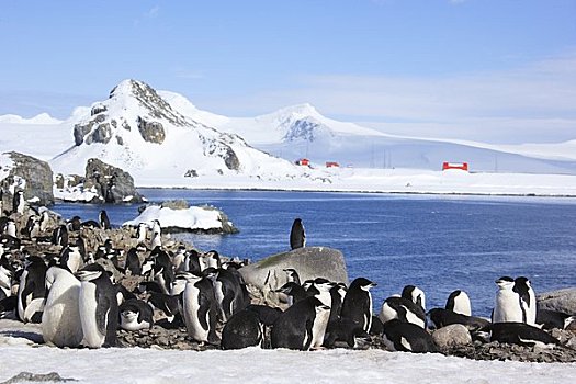 帽带企鹅,海岸线,半月,岛屿,南极