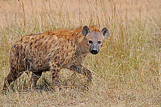 斑点,鬣狗,成年,马赛马拉国家保护区,肯尼亚,非洲